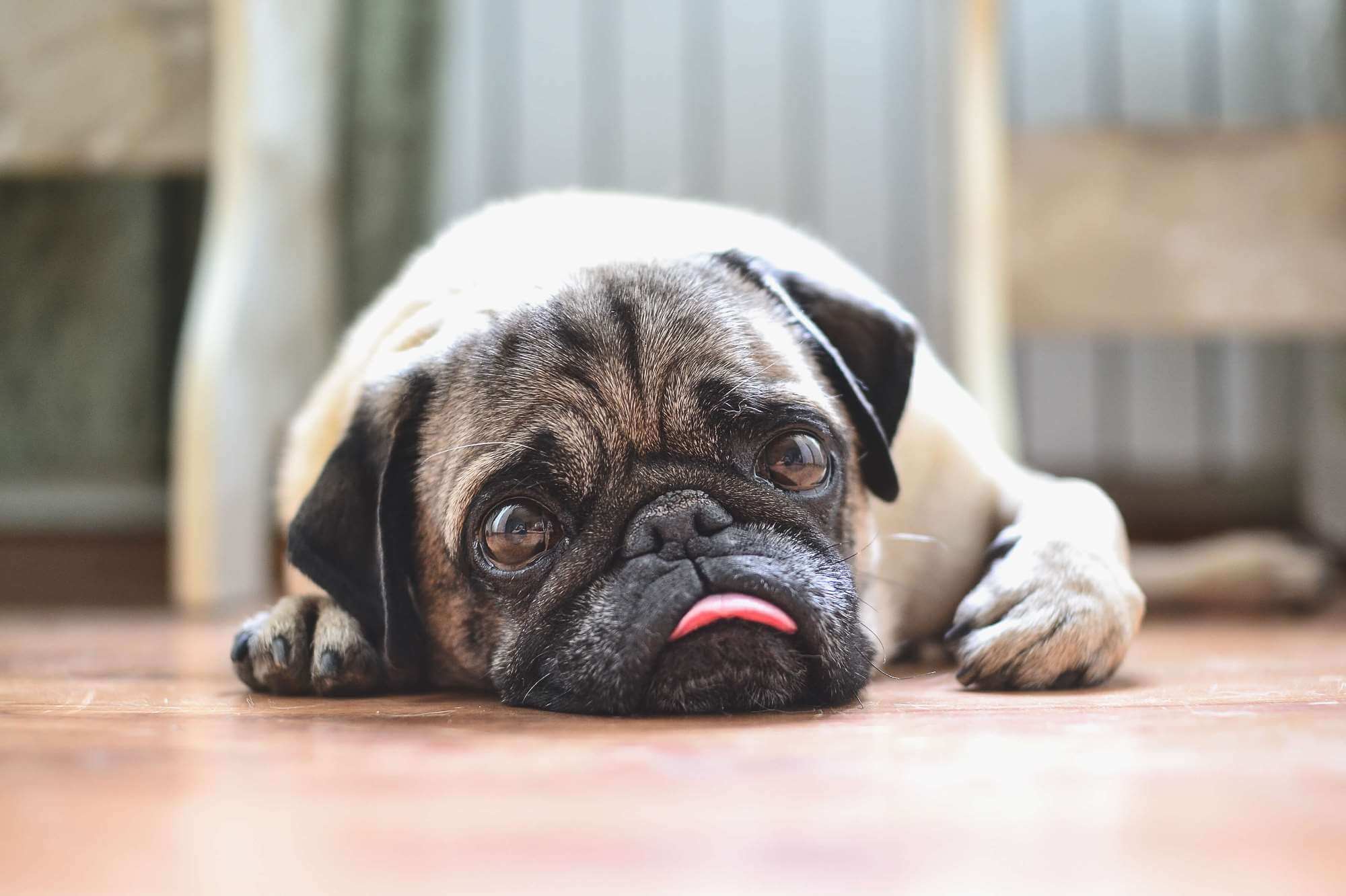 パグはどんな犬種？